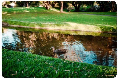 Pond Remediation